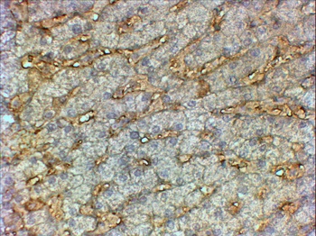 CD3G Antibody