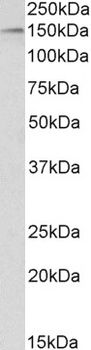 AHR Antibody