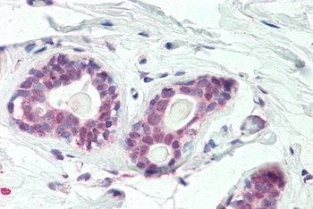 Transcription factor E2F1 Antibody