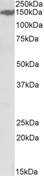 EDF1 Antibody