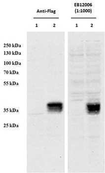 MDH1 / MOR2 Antibody