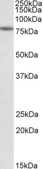 MDH1 / MOR2 Antibody