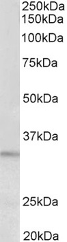 MAPK9 Antibody