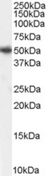 MUNC18 Antibody