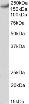 P2RX4 Antibody