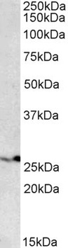NOD1 Antibody