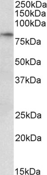 Lgals1 Antibody