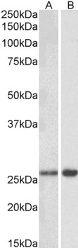 Lgals3 Antibody