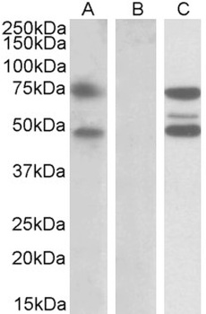 Lgals3 Antibody