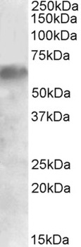 BLK Antibody