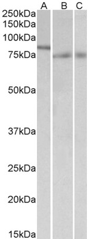 BLK Antibody