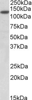PPPDE1 Antibody