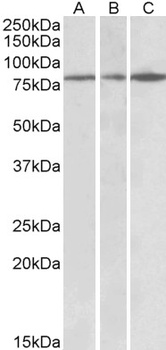HRH2 Antibody