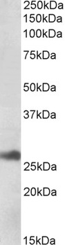 IDH3G Antibody