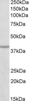 IDH3G Antibody