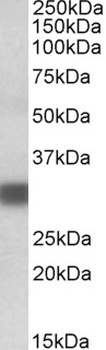 BOK Antibody