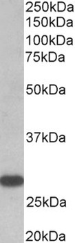 Tnfrsf1b Antibody