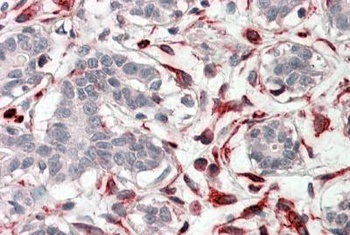 INCA Antibody