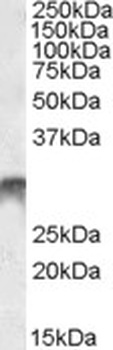 ApoL6 Antibody