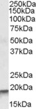 BAT3 Antibody