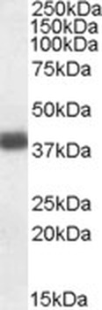 APOL6 Antibody