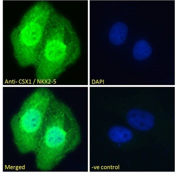 CSX1 Antibody