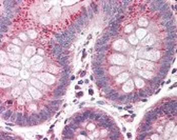 Cullin 9 Antibody