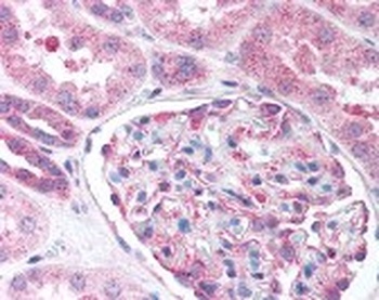Nestin Antibody