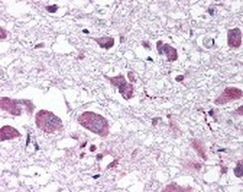 Prepro-orexin Antibody