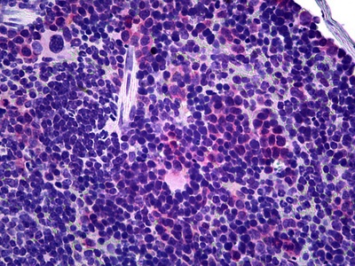 T Cell Receptor Antibody [GL-3]