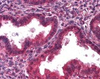 Decorin Antibody