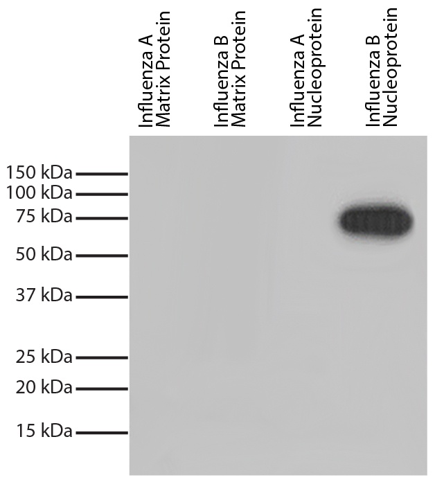 Influenza B, Nucleoprotein Antibody [3D7] (HRP)