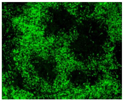 CD3 Antibody [CT-3] (FITC)