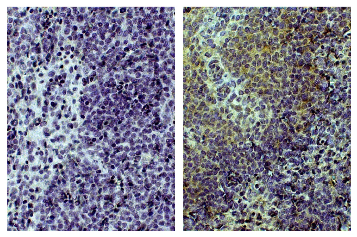 CD3 Antibody [CT-3]