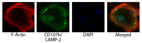 CD107b Antibody [ABL-93]