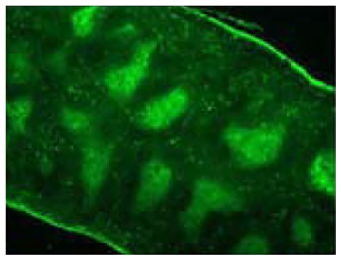 CD3e Antibody [C363.29B] (FITC)
