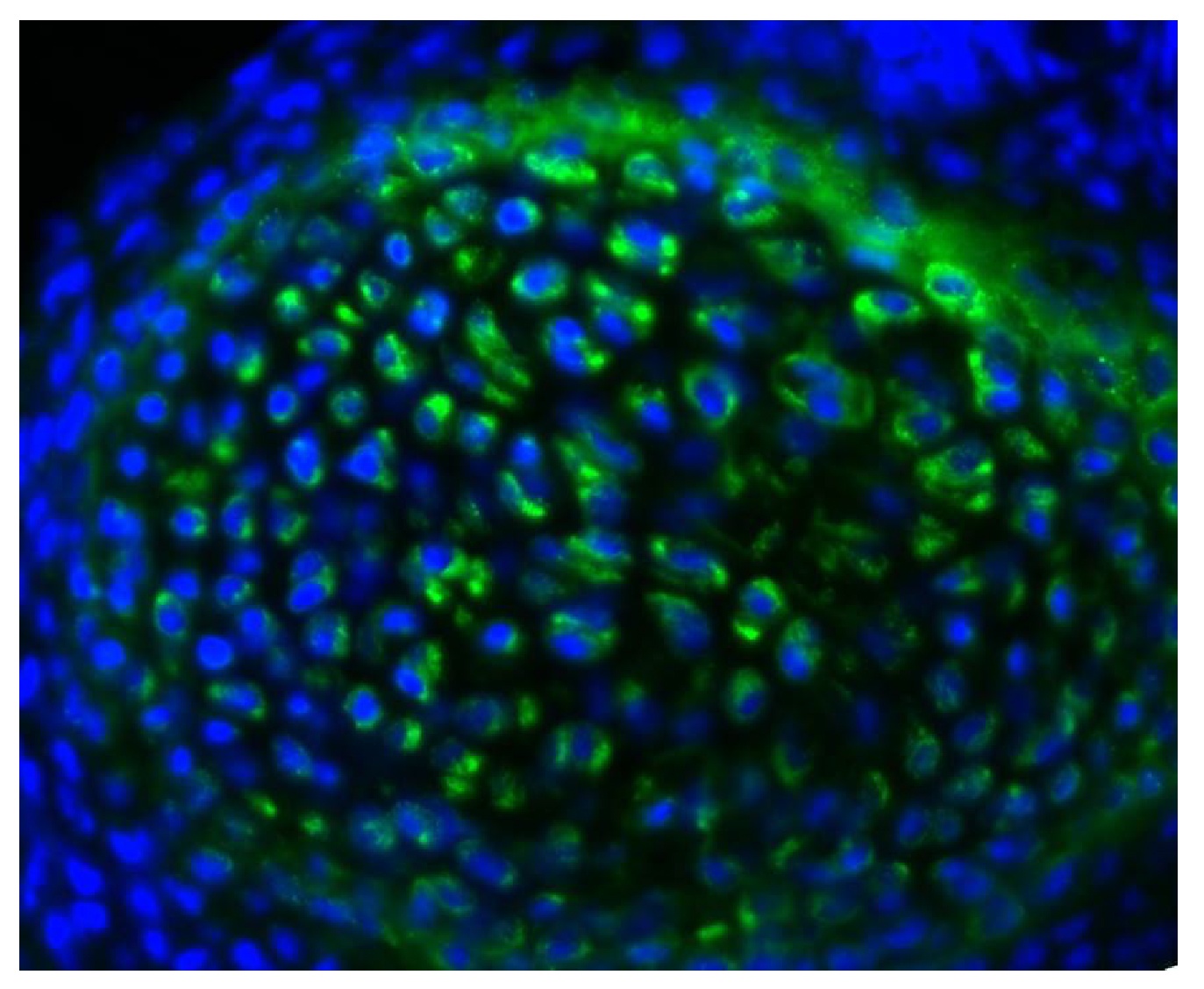 Type II Collagen Antibody