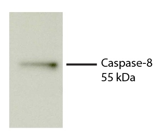 Caspase-8 Antibody [SB125a]