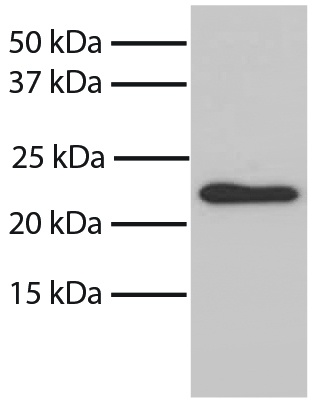 Bax Antibody [6A7]