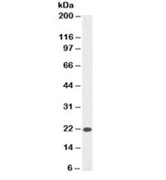 Bax Antibody [SPM336]
