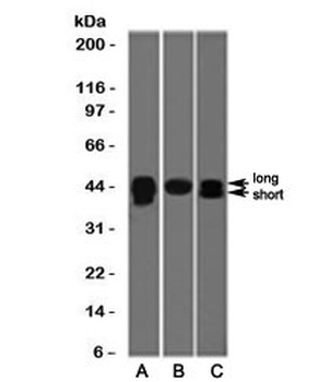 TIA-1 Antibody [TRIA1-1]
