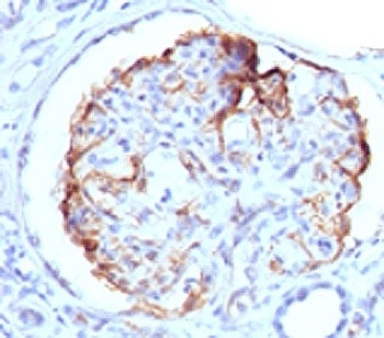WT1 Antibody [WLMT1-1]