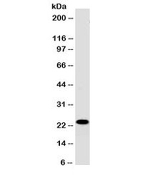 CD3e Antibody [PC3/188A]