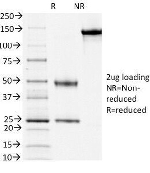 CD3e Antibody [PC3/188A]