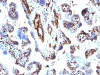 Moesin Antibody [MSN/491]
