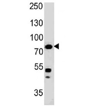 Moesin Antibody [MSN/491]