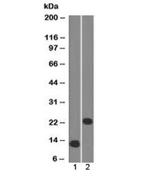 CD3e Antibody [C3e/1308]