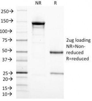 CD3e Antibody [C3e/1308]