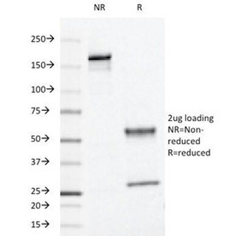 L1 Antibody [CamVir-1]