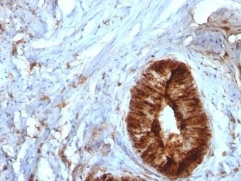 Beta-2 Microglobulin Antibody [B2M/961]
